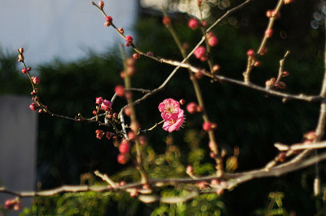 早々咲いた梅の花