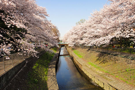 善福寺川のサクラ